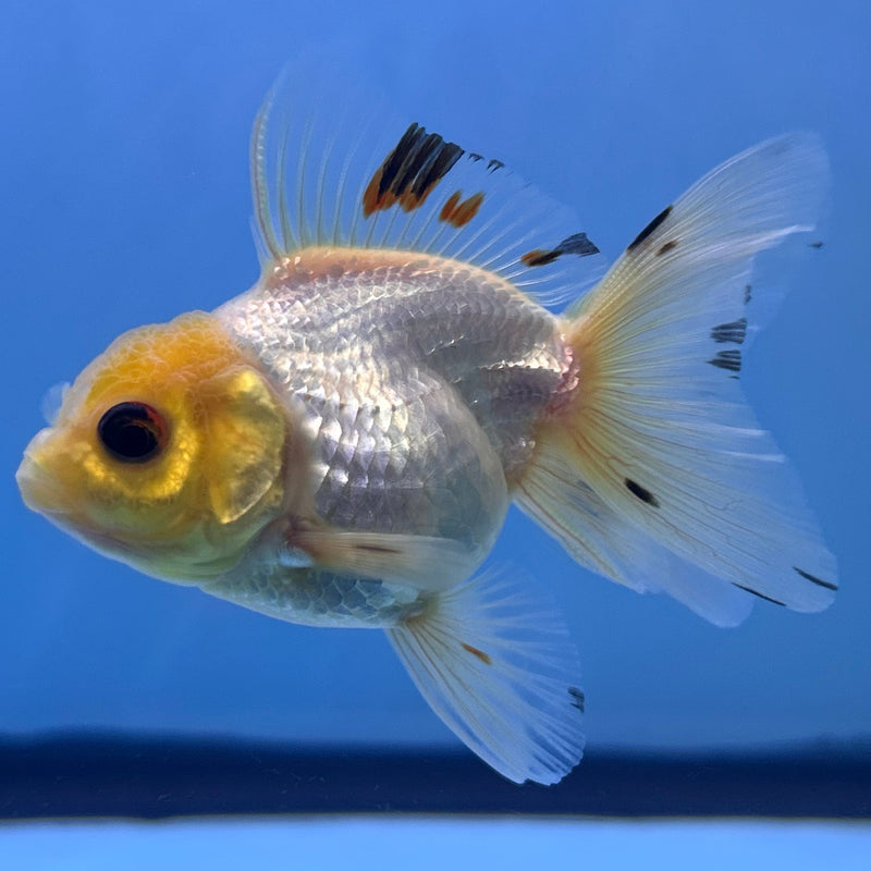 Thai Tri-Color Oranda 2”Body Female (JCD-031)R4B04