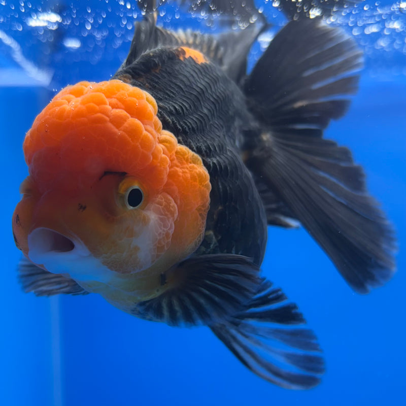 Thai Oranda Apache 3” Body Female(CK-1229)R1B08