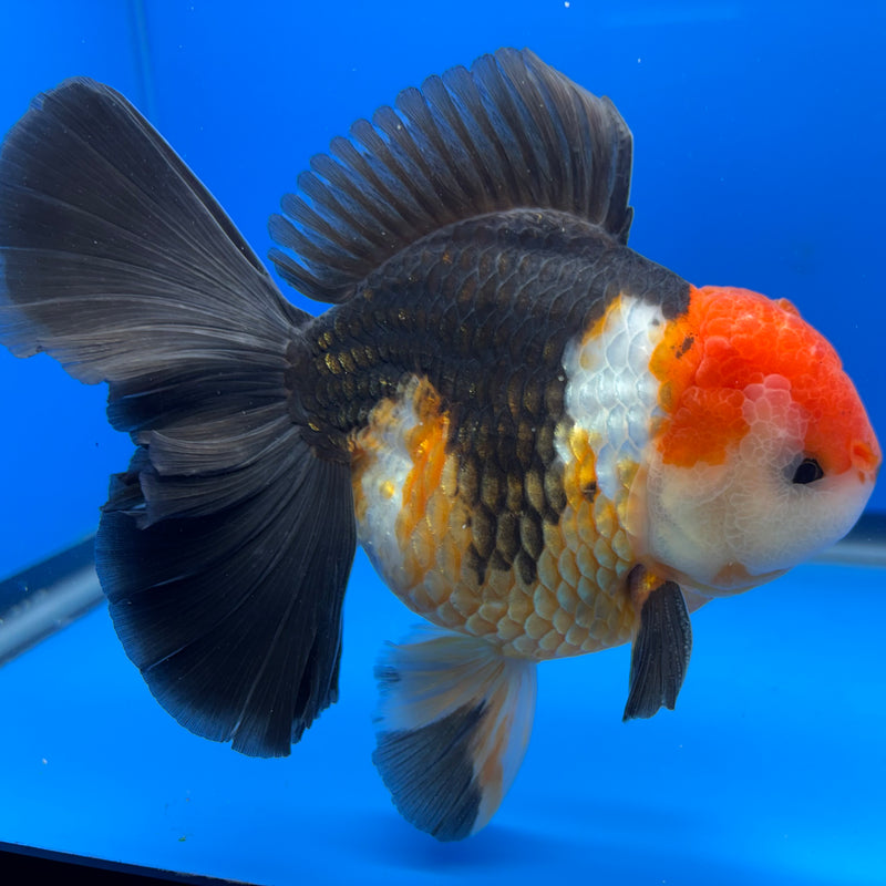 Thai Oranda NOK AA Medium Breed Peacock Tail Apache 4” Body Male(CK-803)R1A08