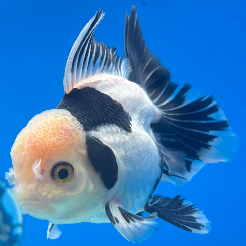 Thai Oranda Panda 3.5” Body Female(CK-917)R1BLUETUB4