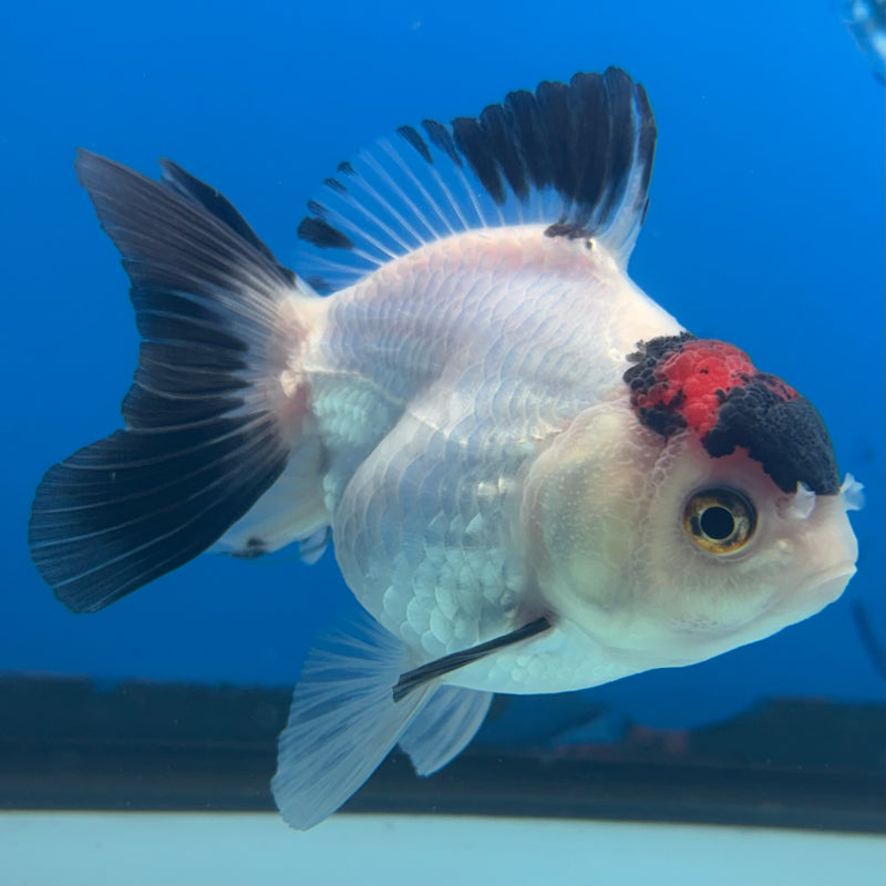 Thai Oranda NOK Tri-Color 2.5” Body Female(NOK-CK-1183)R3B15