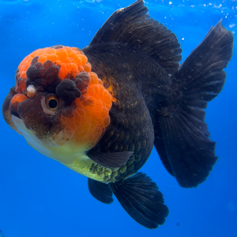 Thai Oranda Apache 3.5" Female(CK-1543)R2B06