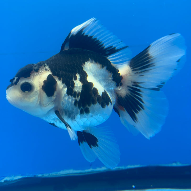 Thai Oranda Panda 3” Body Female(CK-843)R3B19