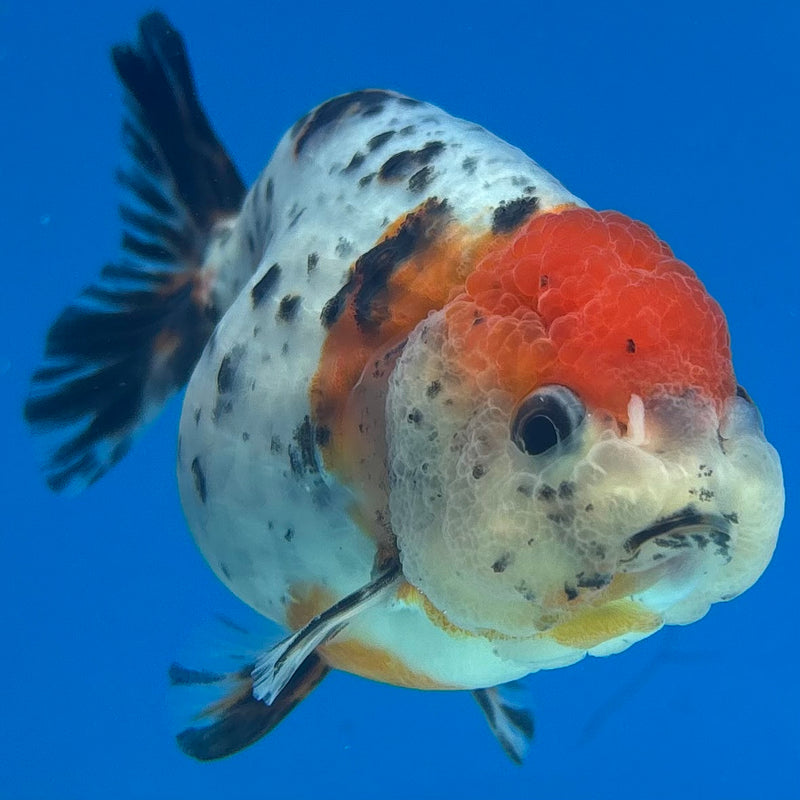 Thai Ranchu Tri-Color Calico 3.5” Body Male(CK-949)R2C03