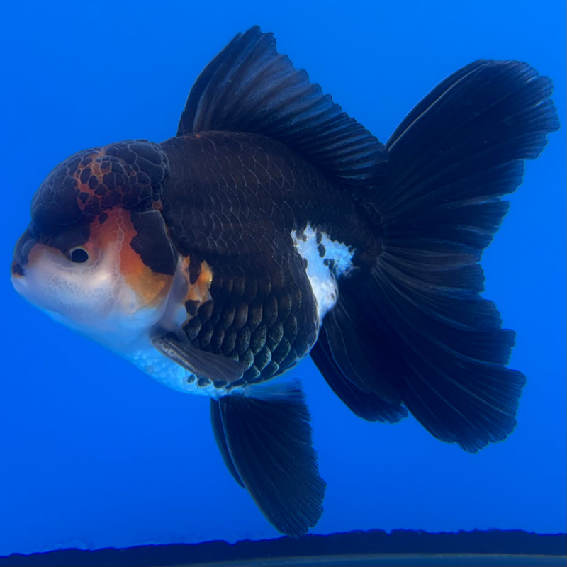 Thai Oranda Apache/Tri-Color 3” Body Male(CK-1233)R1A11