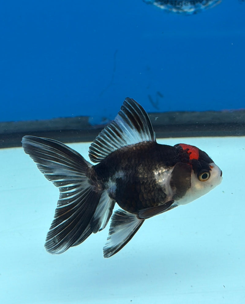 Thai Oranda Panda Red Cap 2.5” Female (FEB-274)R3A09