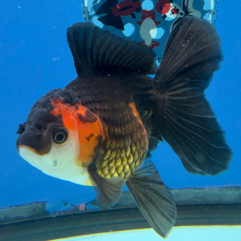 Thai Oranda Apache 3in Female (FEB-295)R2B05