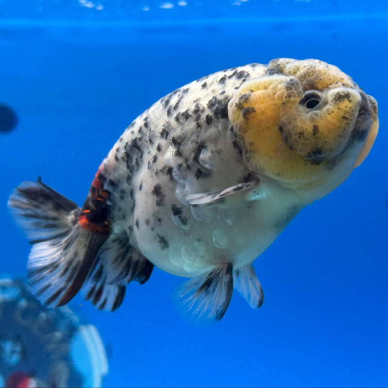 Premium Fancy Goldfish Ranchu White Tiger 3.5” Body (JCD-194)R2C05