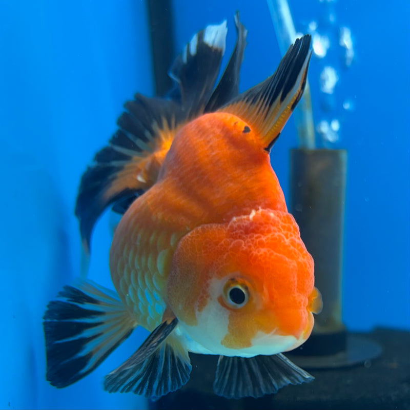 Thai Oranda Apache 2.5” Body Male(CK-855)R3B17