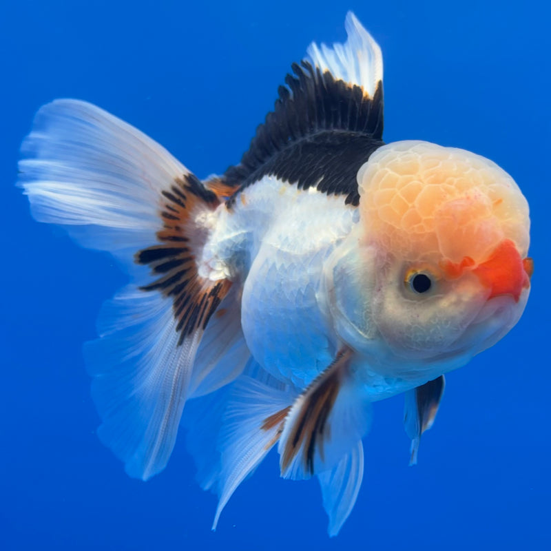 Thai Oranda JUMBO Tri-Color 4” Body Male(CK-1371)R1B12