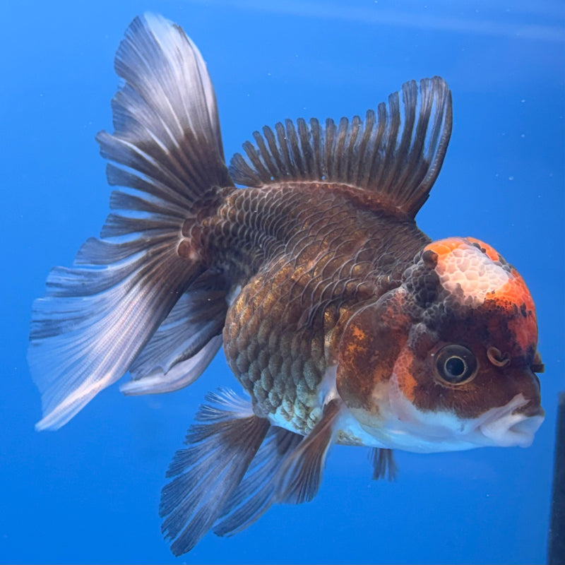 Thai Oranda Tri-Color 3” Body Female(CK-682)R1A09