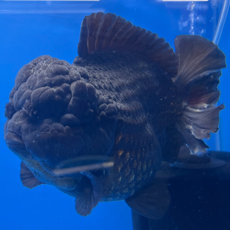 Thai Oranda JUMBO Full Black 5.5” Body Male(NKT-CK-641)BLUETUB2
