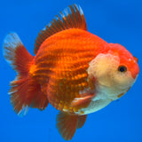 Thai Oranda Red/White 4” Body Male(CK-1446)R2A11