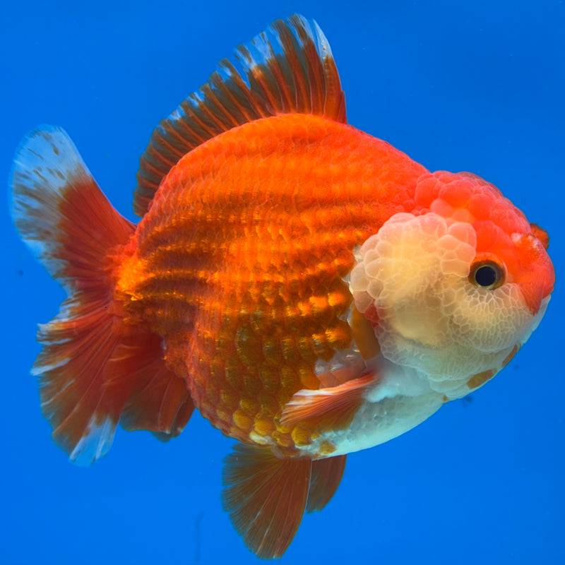 Thai Oranda Red/White 4” Body Male(CK-1446)R1BLUETUB1