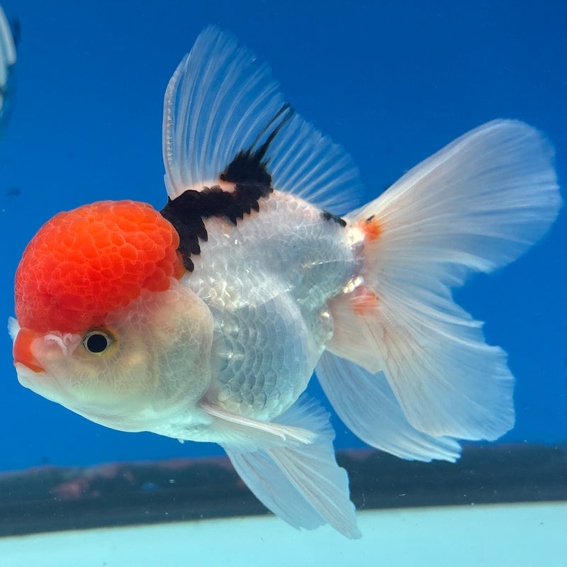 Thai Oranda Tri-Color 3.5” Body Male(CK-930)R1BLUETUB4
