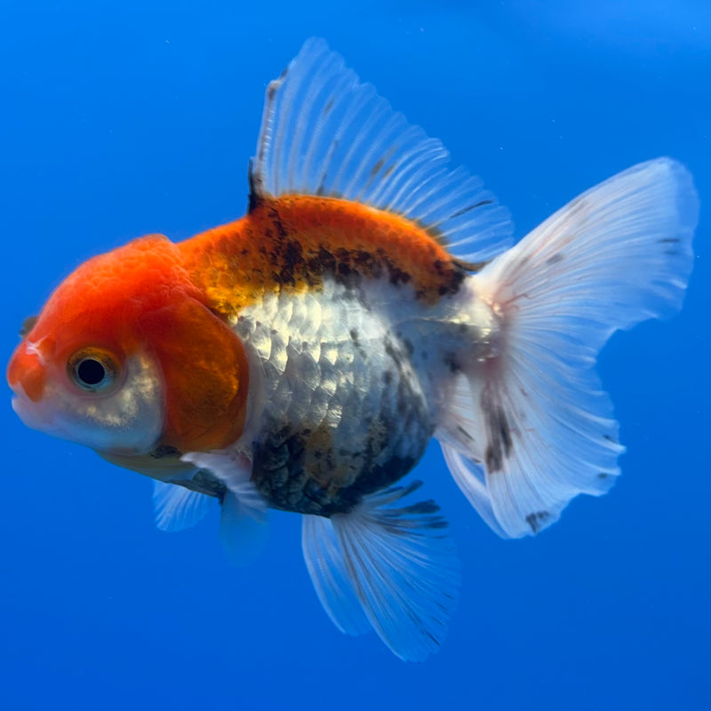 Thai Oranda Tri-Color 2.5” Body Female(CK-1263)R3B13