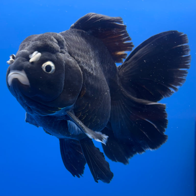 Thai Oranda JUMBO Panda 4.5” Body Male(QGF-CK-1334)BLUETUB1