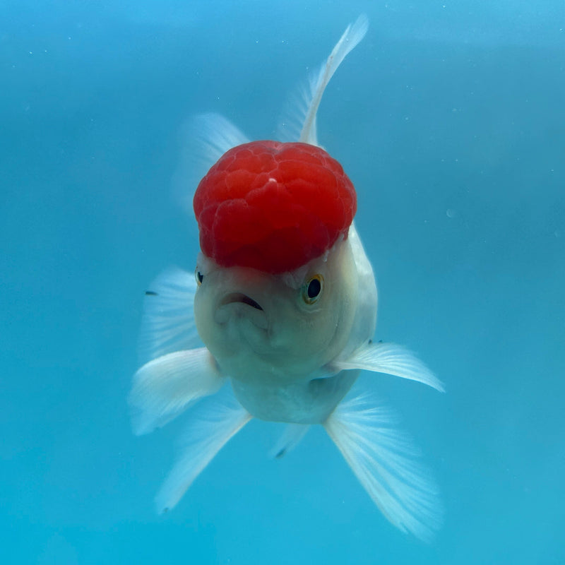 Live Premium Fancy Goldfish Thai Oranda Red Cap White Body Female 3.5” Body (JC-001) R1A10