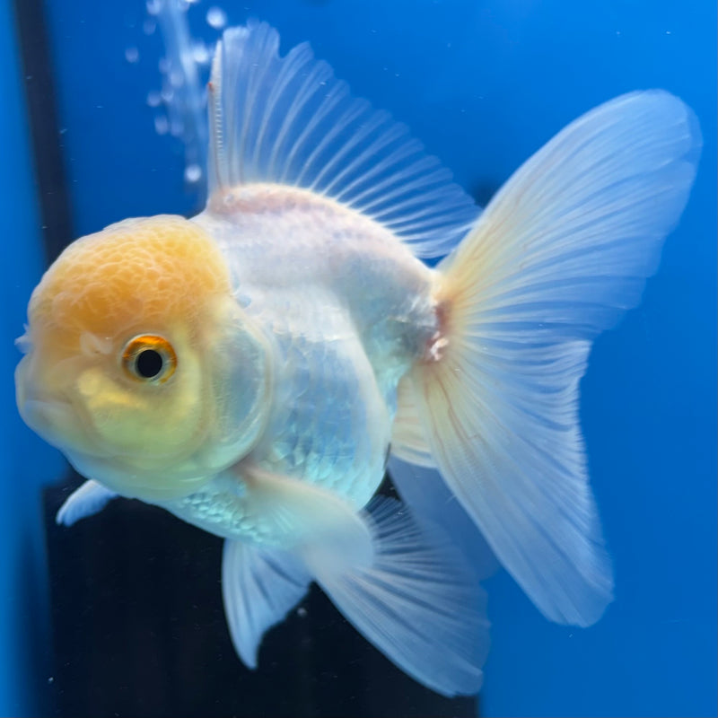 Thai Oranda Lemon Head White 3” Body Male(CK-988)R3B07