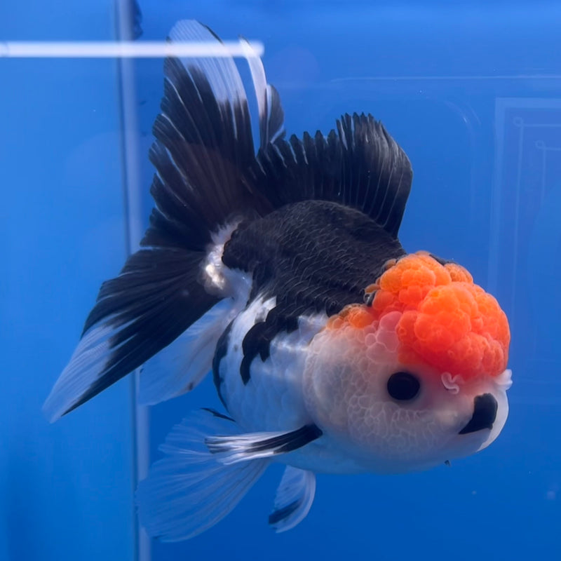 Thai Oranda Tri-Color 3” Body Female(CK-672)R1B08