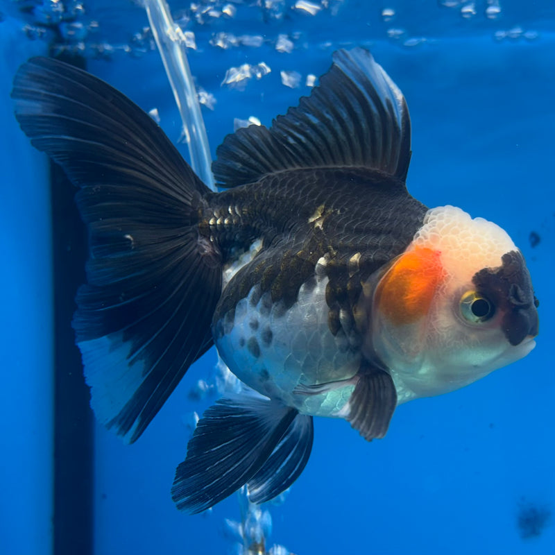 Thai Oranda Blushing Panda 3.5” Body Female(CK-920)R1BLUETUB4