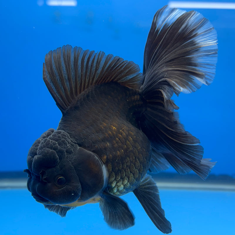 Thai Oranda Full Black 3.5” Body Female(CK-695)R1B07
