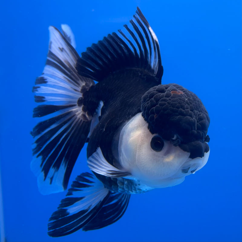 Thai Oranda JUMBO Panda 4” Body Female(CK-1370)R1B12
