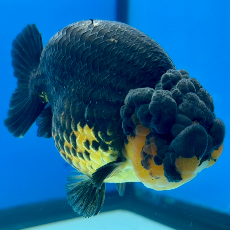 Thai Ranchu SPECIAL COLOR Apache 3.5” Body Male(CK-1134)R1A04
