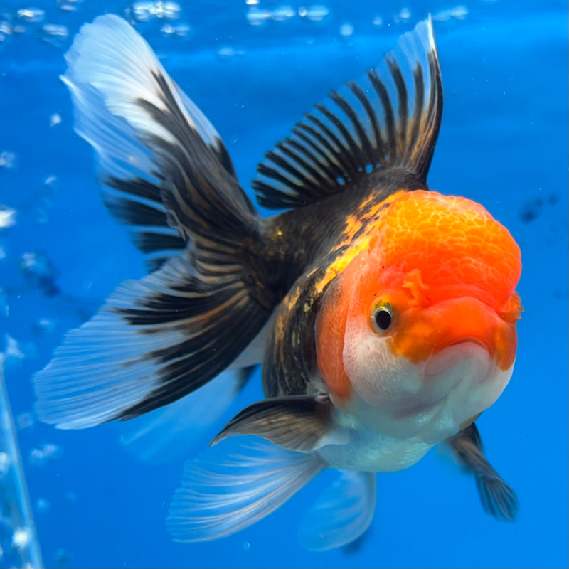 Thai Oranda Apache 3.5” Body Female(CK-910)R1BLUETUB4