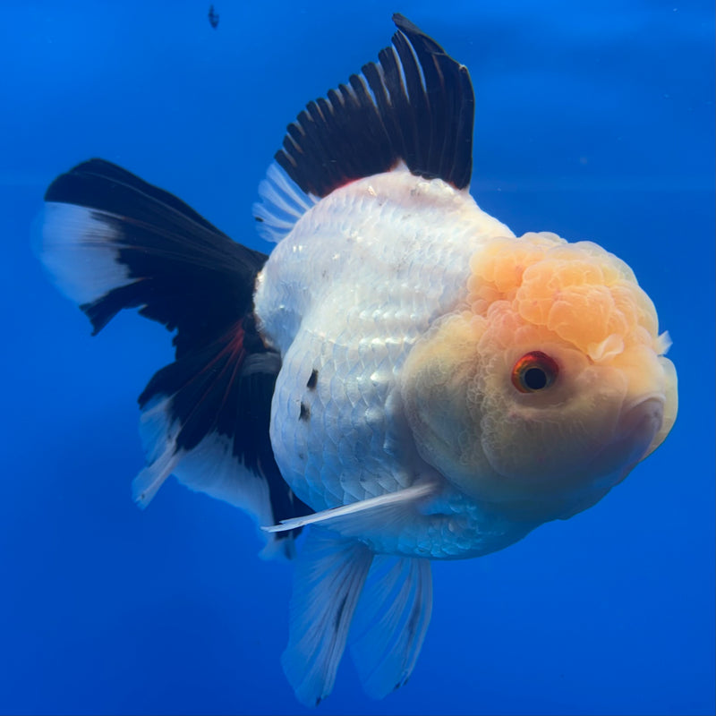 Thai Oranda JUMBO Tri-Color 4.5” Body Male(QGF-CK-1330)BLUETUB1