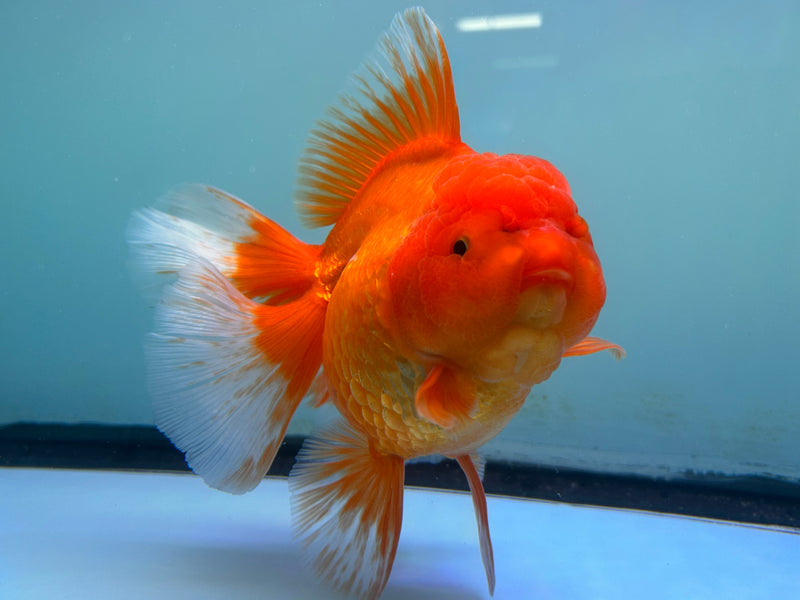 Thai Jumbo Red Oranda 5“ Body (JCD-123)