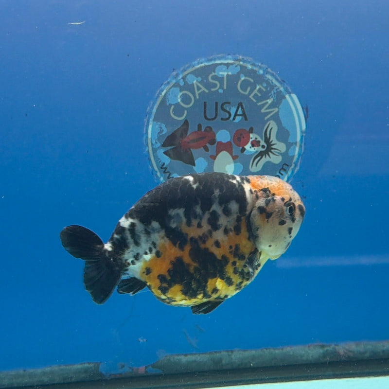 Chinese Ranchu Calico 3.5in Male (FEB-307)R2A06