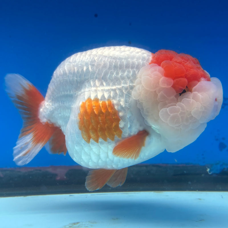 Thai Ranchu JUMBO Red/White 4.5” Body Female(CK-1318)SHOWTANK2