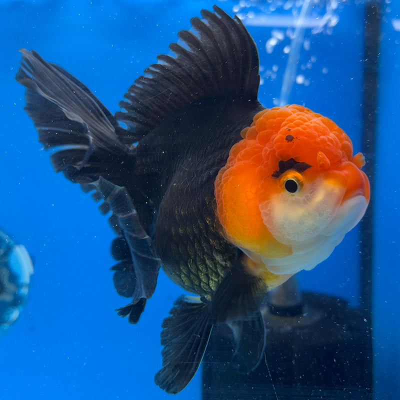 Thai Oranda Apache 3.5" Female(CK-1536)R2A06