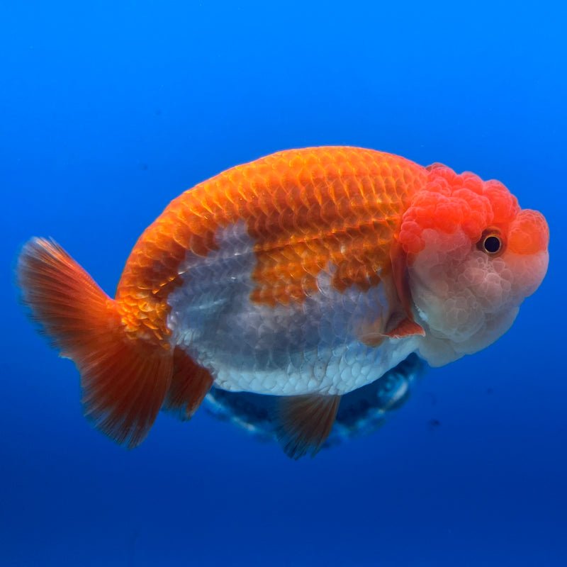 Thai Ranchu Red/White 3.5” Body Female(CK-1122)R1B05
