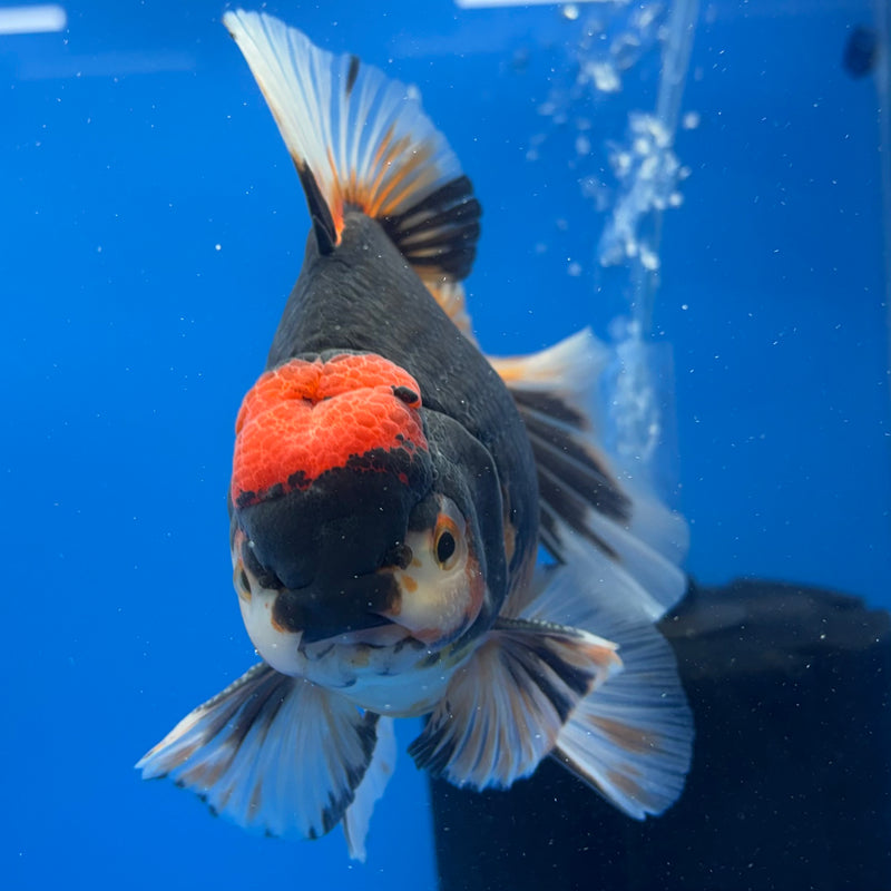 Thai Oranda Apache/Red Head 4.5” Body Male(CK-815)R1B02