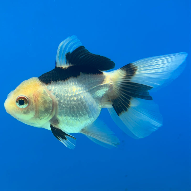 Thai Oranda Panda 2.5” Body Female(CK-1292)R3B01