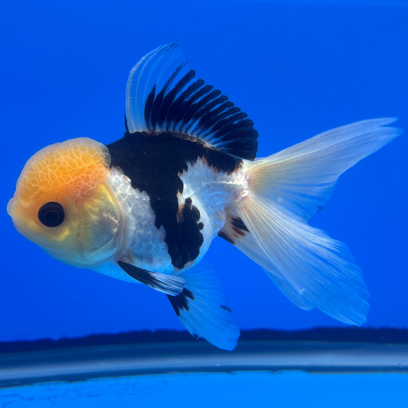 Thai Oranda Lemon Head Panda 3” Body Male(CK-1234)R1A11