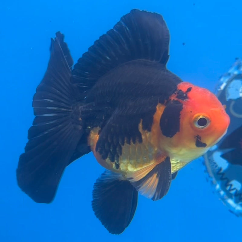 Thai Oranda Apache 2.5” Body Male(CK-1422)R3B19