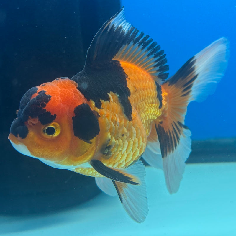 Thai Oranda Apache 2.5” Body Female(CK-905)R3B14