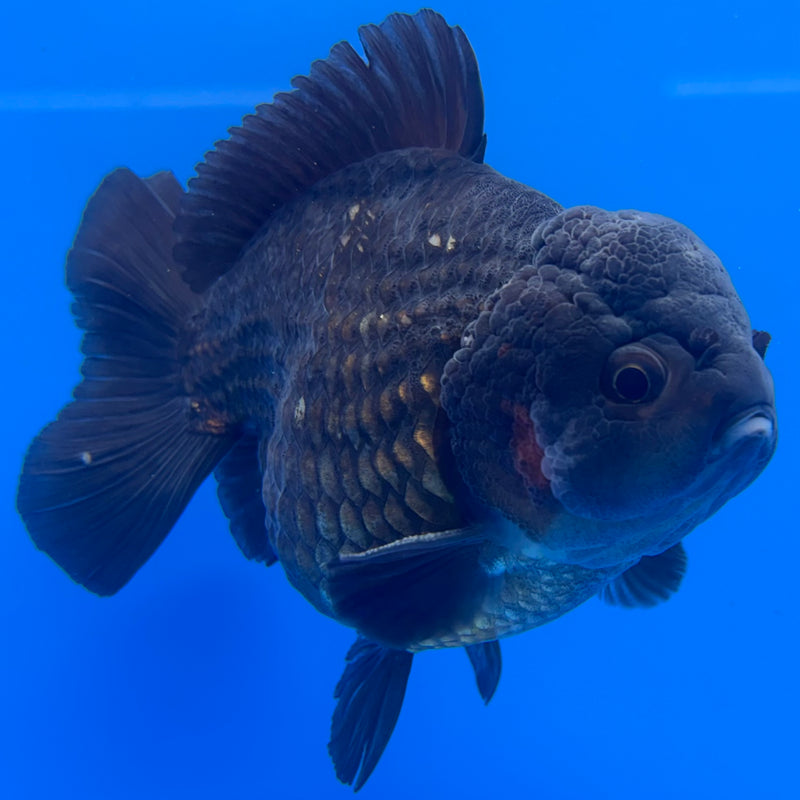 Thai Oranda JUMBO Full Black/Tri-Color4” Body Male(QGF-CK-1342)BLUETUB1