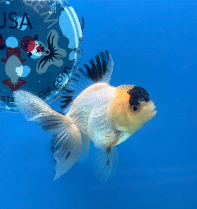 Thai Oranda Lemonhead Tri-Color 2.5” Female (FEB-272)R3A09
