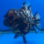 Thai Oranda Tri-Color Tiger 4" Female(NKT-CK-1577)BLUETUB-B