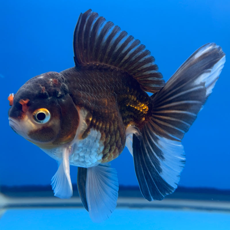 Thai Oranda Panda 3” Body Female(CK-704)R1A05