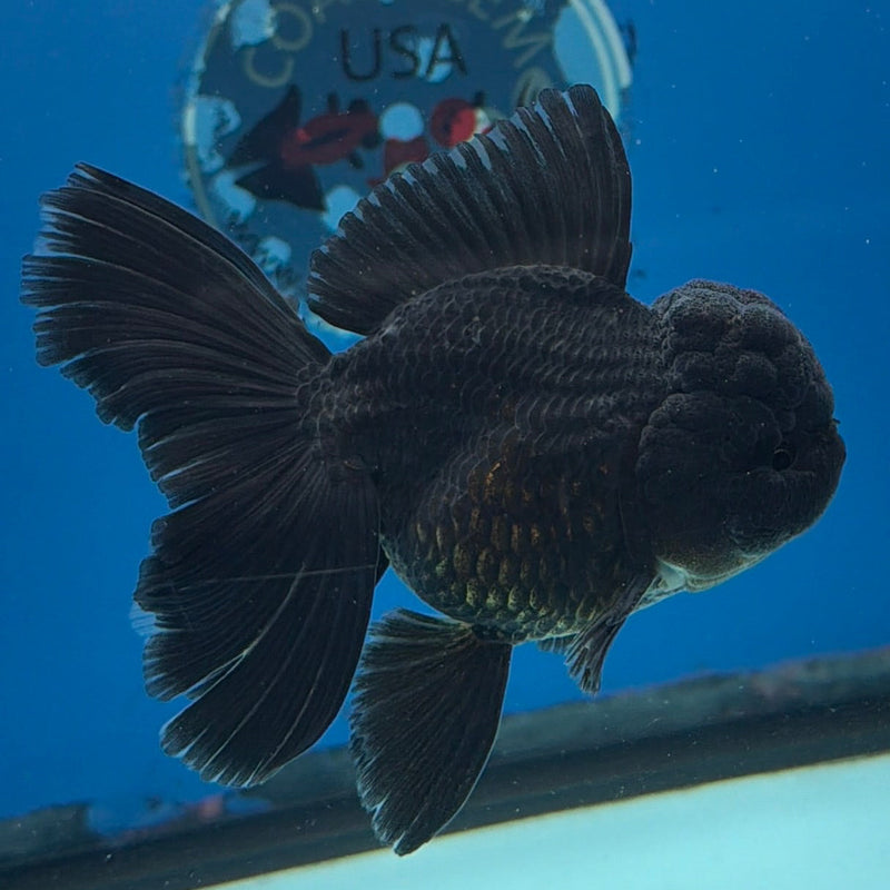 Thai Oranda Super Black 3in Female (FEB-297)R2B06