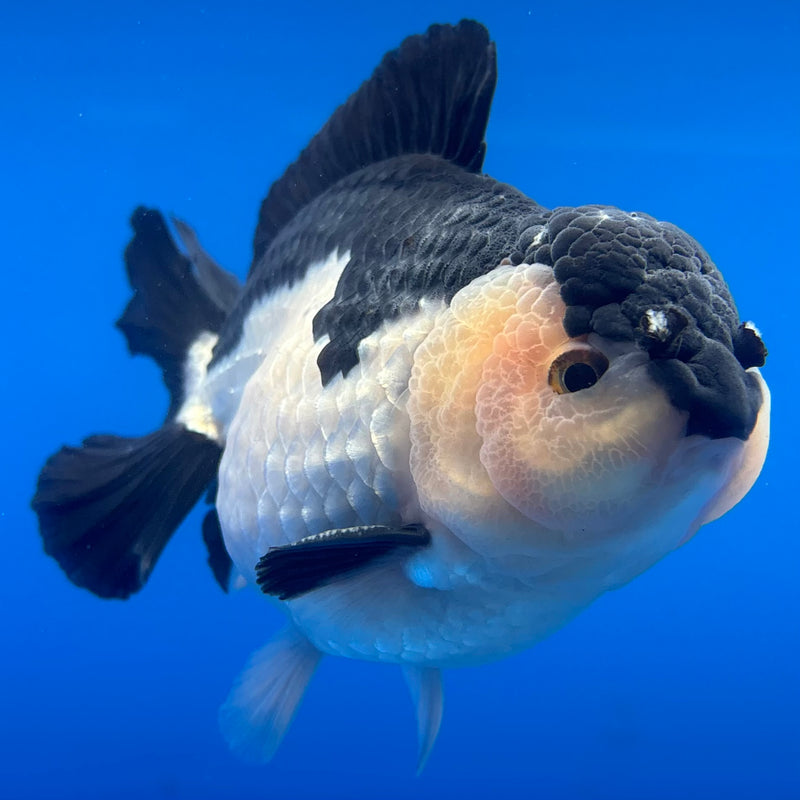 Thai Premium Oranda Yuanbao Panda 4” Body Male(CK-773)R1BlueTub4
