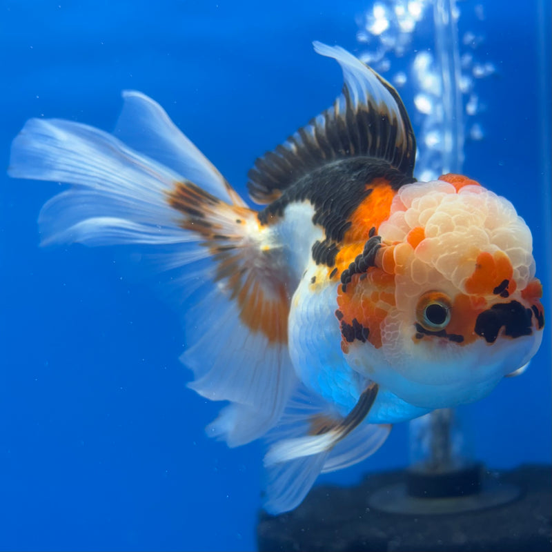 Thai Oranda Tri-Color/Apache 3” Body Female(CK-1376)R1B11