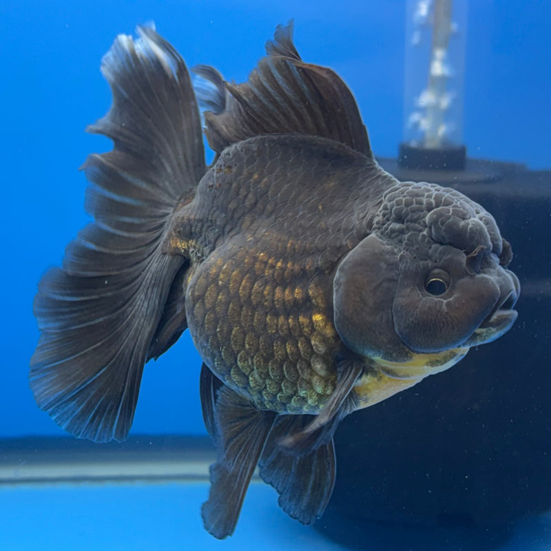 Thai Oranda Full Black 3.5” Body Female(CK-695)R1B07