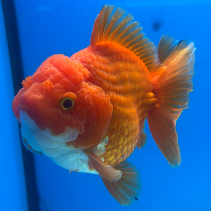 Thai Oranda JUMBO Red/White 4” Body Male(CK-1471)R2B14