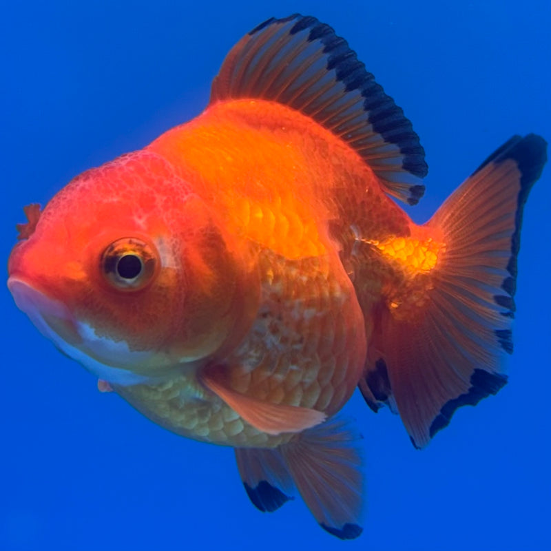 Thai Oranda Apache 2.5” Body Female(CK-731)R1B01